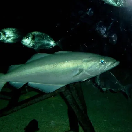 Haus Stella Maris Mit Bootssteg - Inklusive Casa de Férias Otterndorf