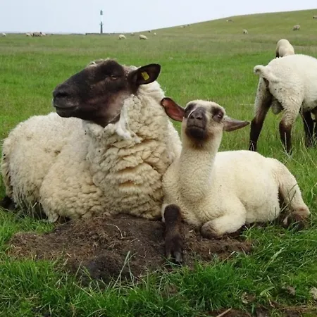 Haus Stella Maris Mit Bootssteg - Inklusive *